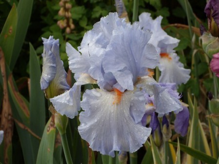 'Princesse Caroline de Monaco' Cayeux 1997